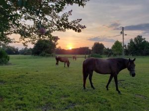 Rancho Minha Terra 03